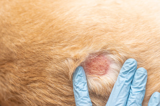 Dermatologia